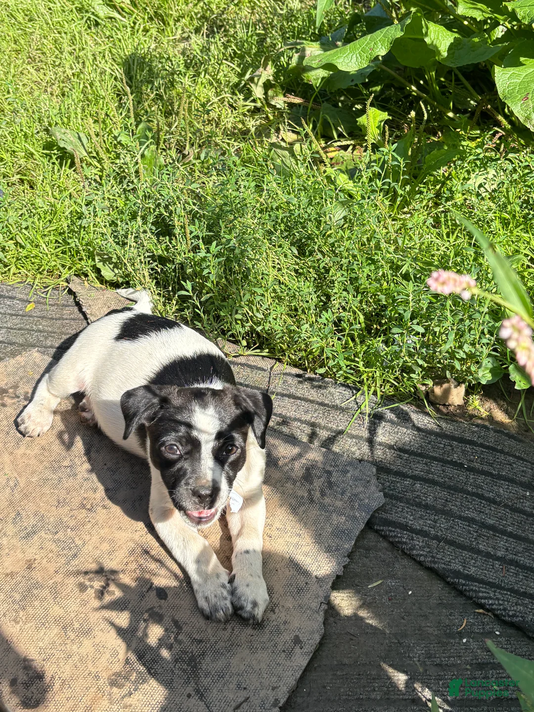 Mixed Breed dogs for sale: Dot - Ad 2