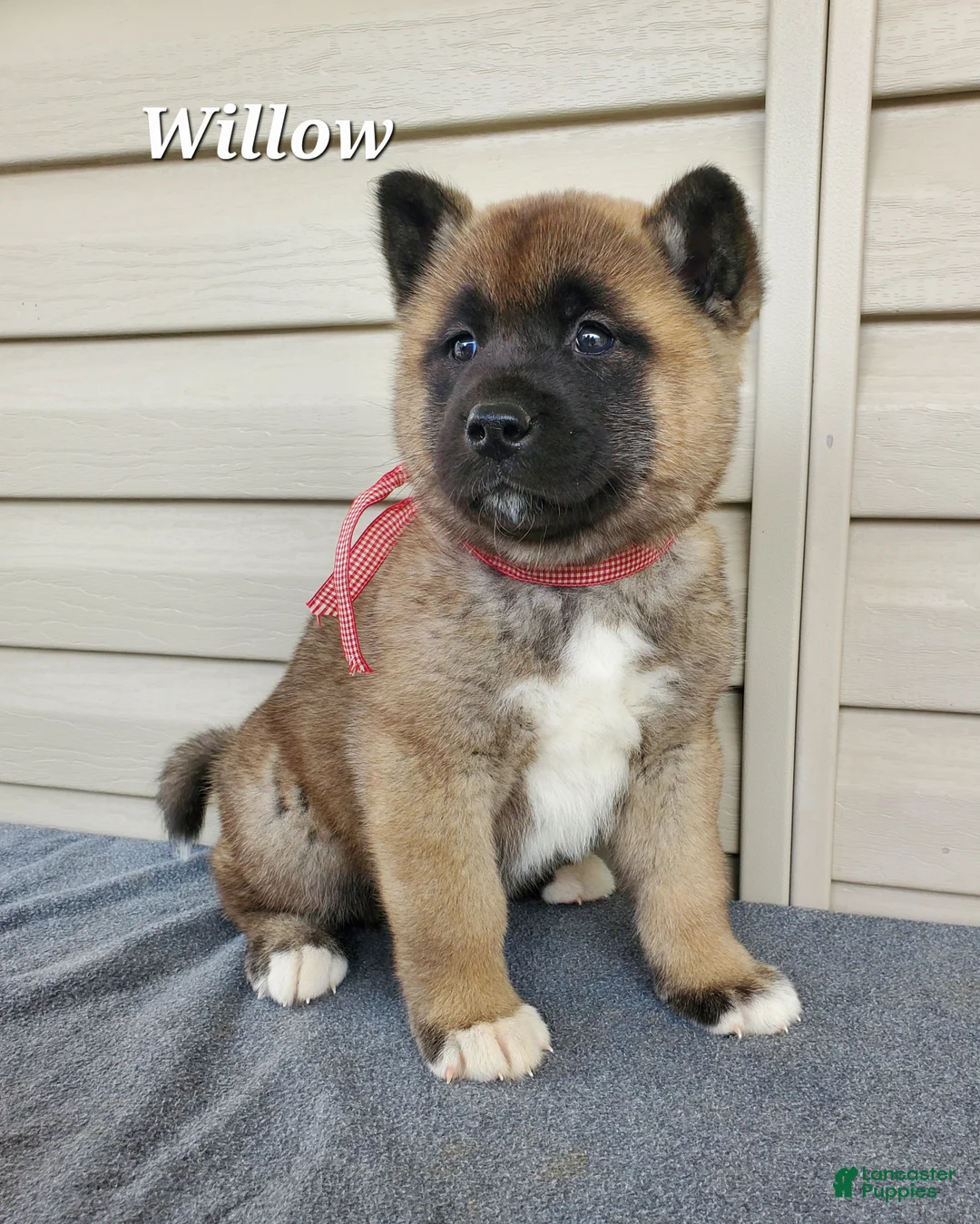 Akita dogs for sale: Willow - Ad 1