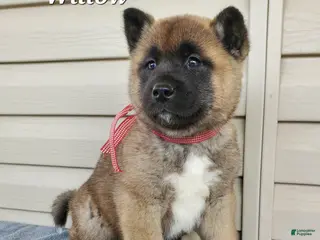 Akita dogs for sale: Willow - Ad 4