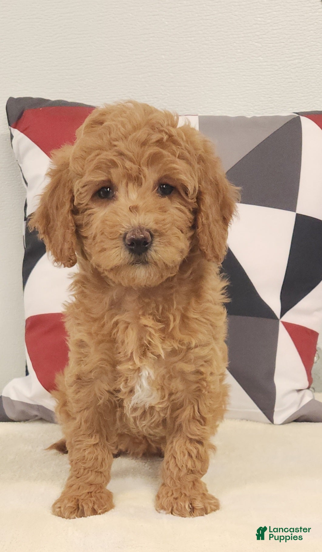 Mini Goldendoodle dogs Diane Mini Goldendoodle Puppy 1 - Ad 7