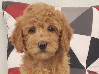 Mini Goldendoodle dogs Diane Mini Goldendoodle Puppy 1 - Ad 7
