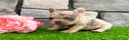 French Bulldog dogs for sale: Debbie - Ad 5