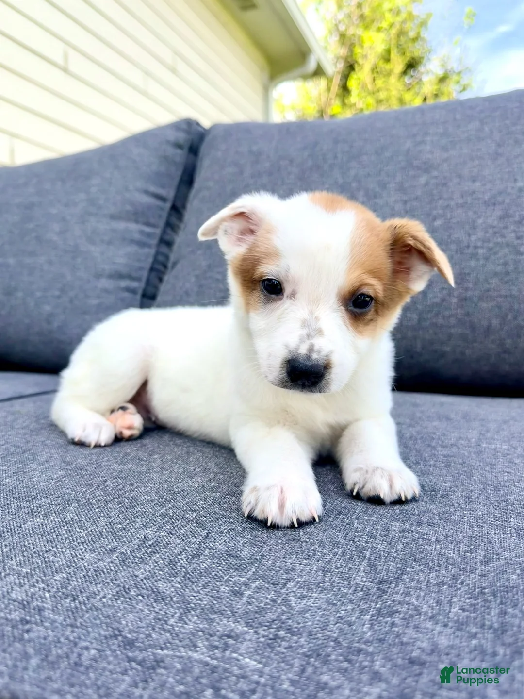 Australian Cattle Dog dogs for sale: Daisy  - Ad 3