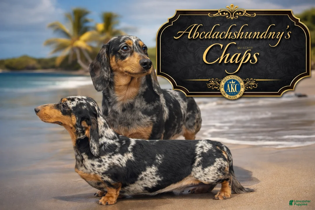 Miniature Dachshund dogs for sale: Brapple boy- super unique - Ad 7