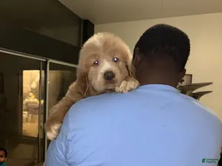 Tibetan Mastiff dogs Tibetan Mastiff Puppy 1 - Ad 4