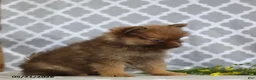Pomeranian dogs for sale: Sophie - Ad 4