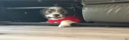 Mixed Breed dogs for sale: Jack  - Ad 4