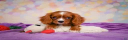 Cavalier King Charles Spaniel dogs for sale: Cody - Ad 3