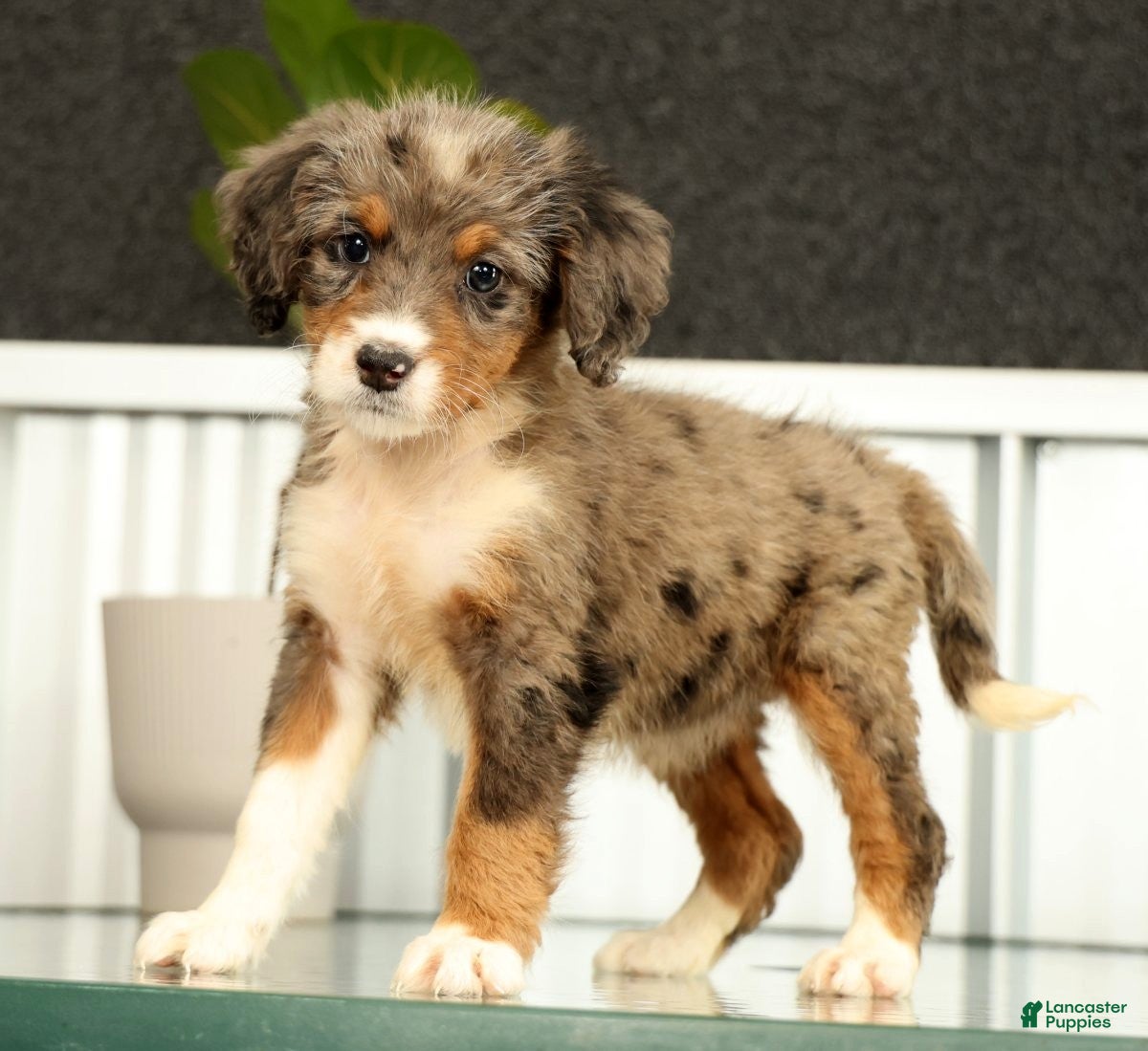 Mini Bernedoodle dogs Nova - Ad 1