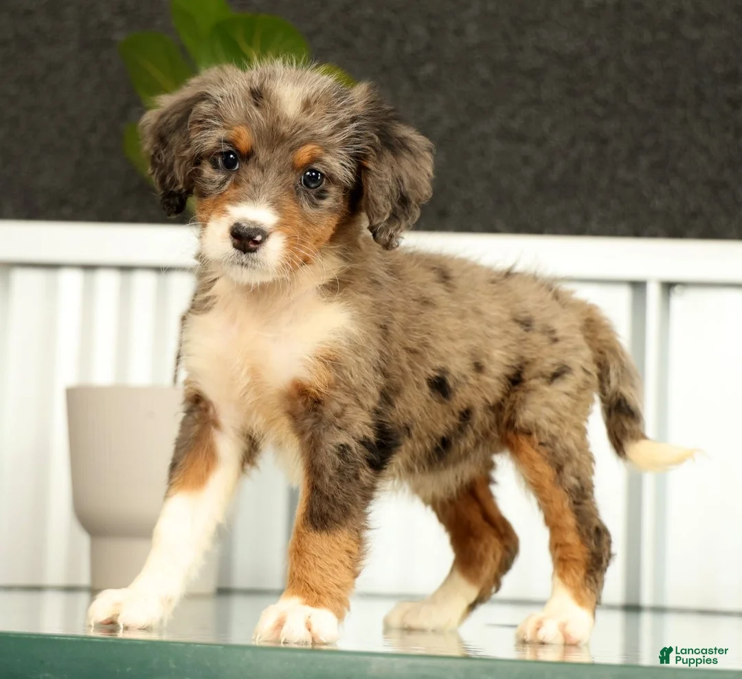 Mini Bernedoodle dogs for sale: Nova - Ad 1