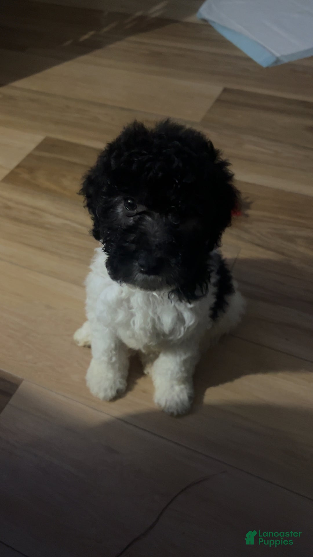 Gallery Image {{count}}