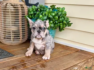 French Bulldog dogs French Bulldog Puppy 1 - Ad 9
