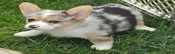 Welsh Corgi Pembroke dogs for sale: Stunning Stanley  - Ad 21