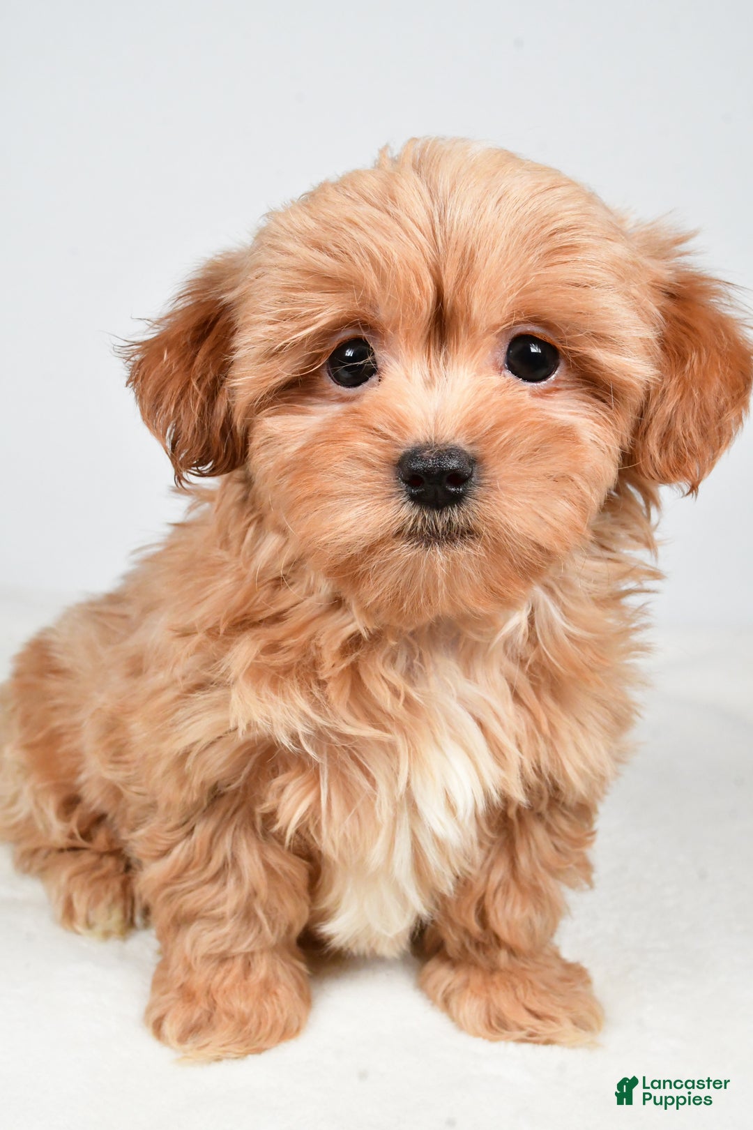 Shihpoo dogs for sale: Jasper - Ad 6