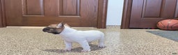 French Bulldog dogs for sale: French Bulldog Puppy 3 - Ad 3