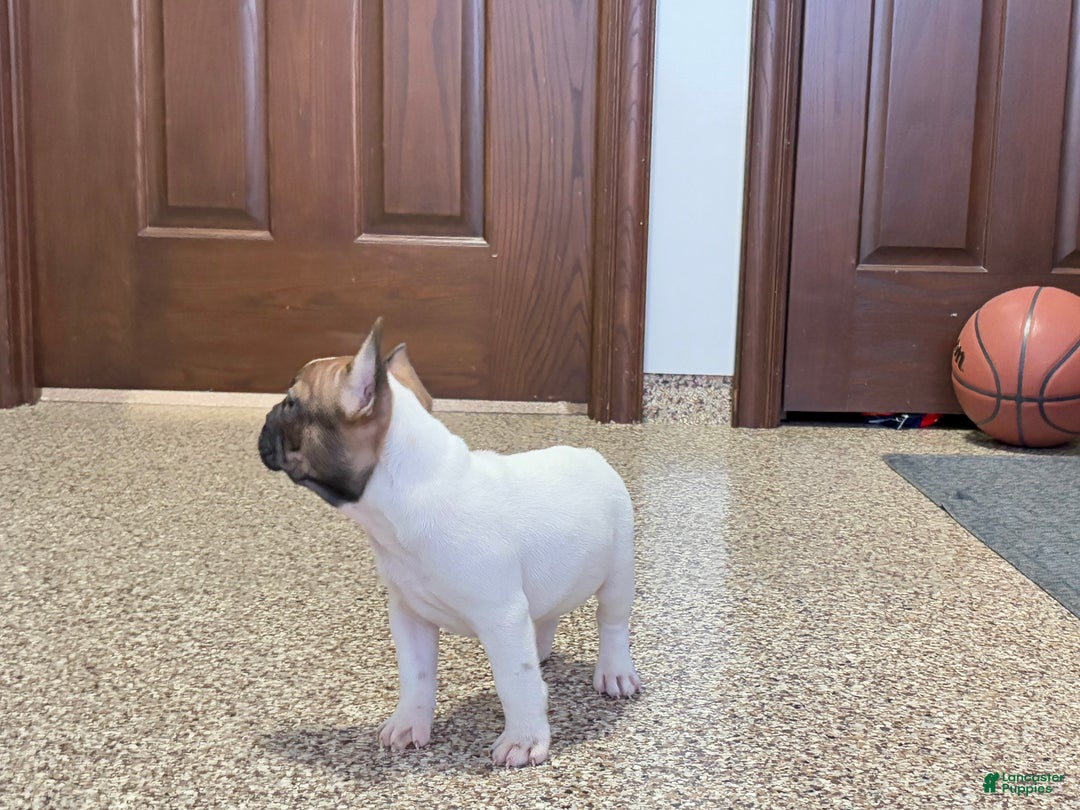 French Bulldog dogs for sale: French Bulldog Puppy 3 - Ad 3