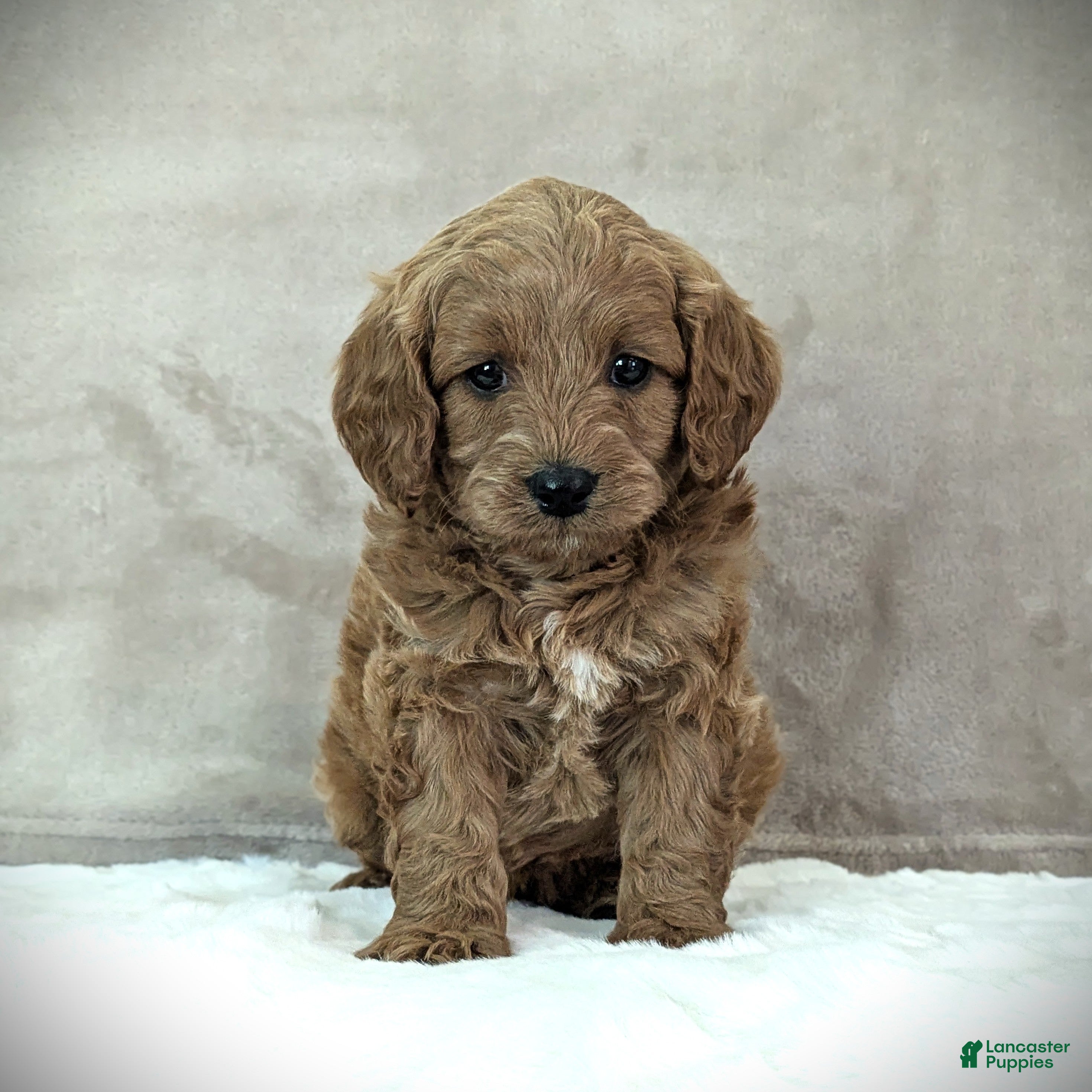 Cavapoo dogs Buddy - Ad 1
