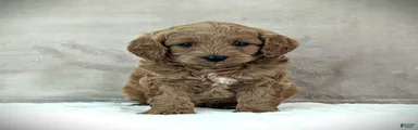 Buddy