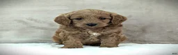 Cavapoo dogs for sale: Buddy - Ad 1