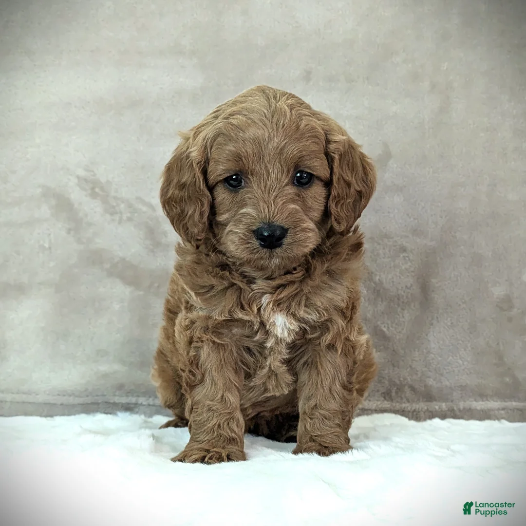Cavapoo dogs for sale: Buddy - Ad 1