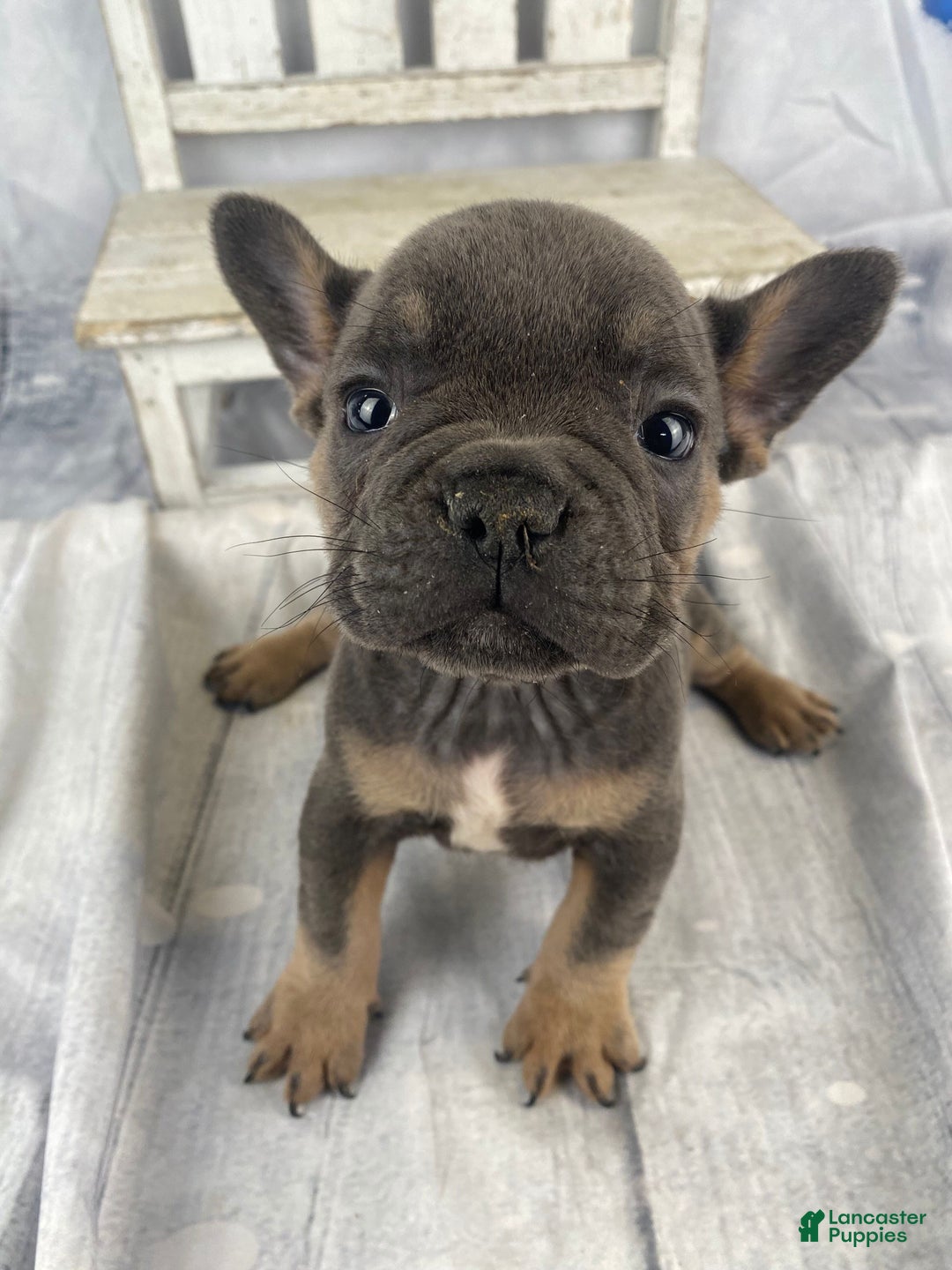 French Bulldog dogs for sale: Bruno - Ad 5