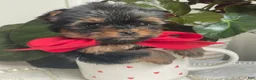 Biewer Terrier dogs for sale: Itty Bitty - Ad 12