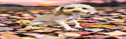Havapoo dogs for sale: Punky - Ad 19