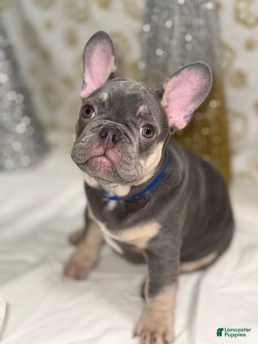 French Bulldog dogs for sale: Thor - Ad 3
