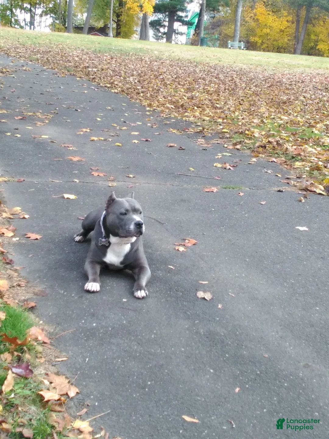 American Bully dogs for sale: American Bully 1 - Ad 5