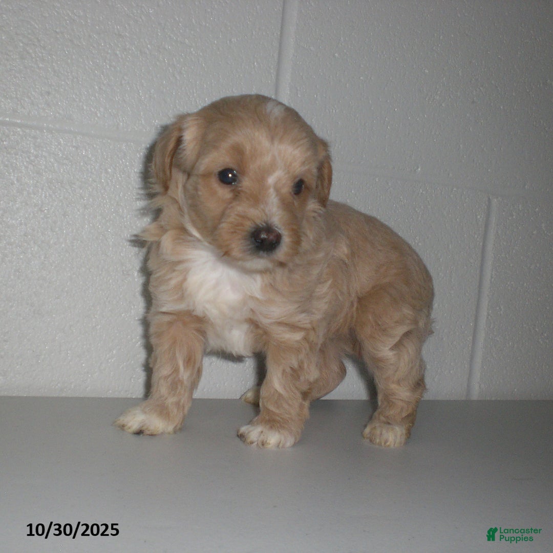 Yorkiepoo dogs for sale: Amber - Ad 17