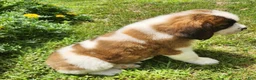 Saint Bernard dogs for sale: Tessie - Ad 4