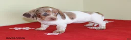 Miniature Dachshund dogs for sale: Bella   - Ad 2