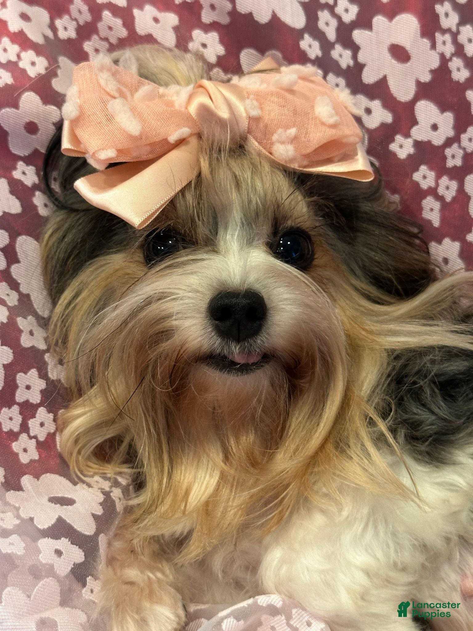 Yorkshire Terrier dogs Bianca - Ad 2