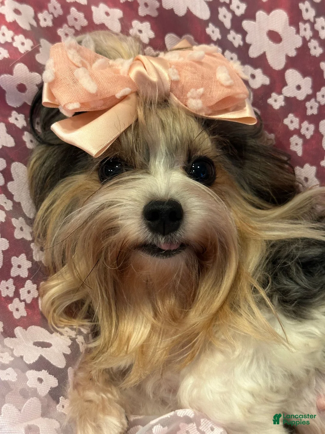 Yorkshire Terrier dogs for sale: Bitsy - Ad 2