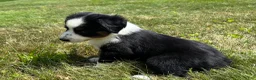 Miniature Australian Shepherd dogs for sale: #1 Black Tri Female - Ad 5