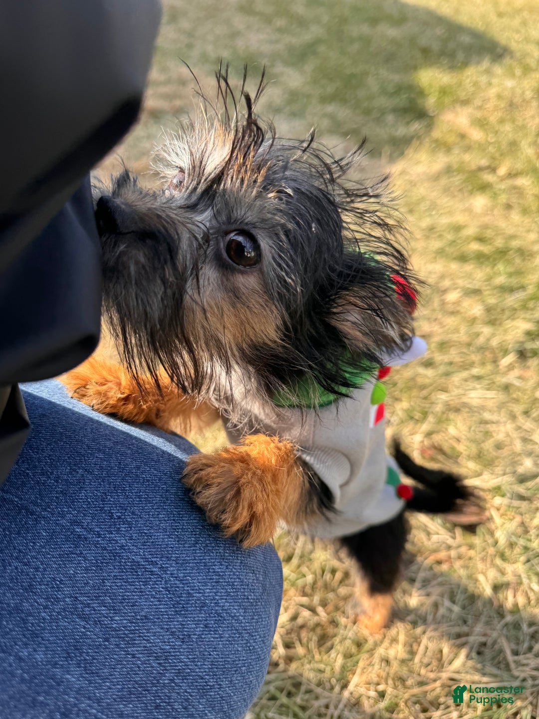 Yorkiepoo dogs for sale: Teddy - Ad 8