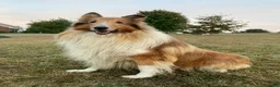 Collie dogs for sale: Most Photogenic!  BETSY ROSS  - AKC COLLIE PUPPY   - Ad 7