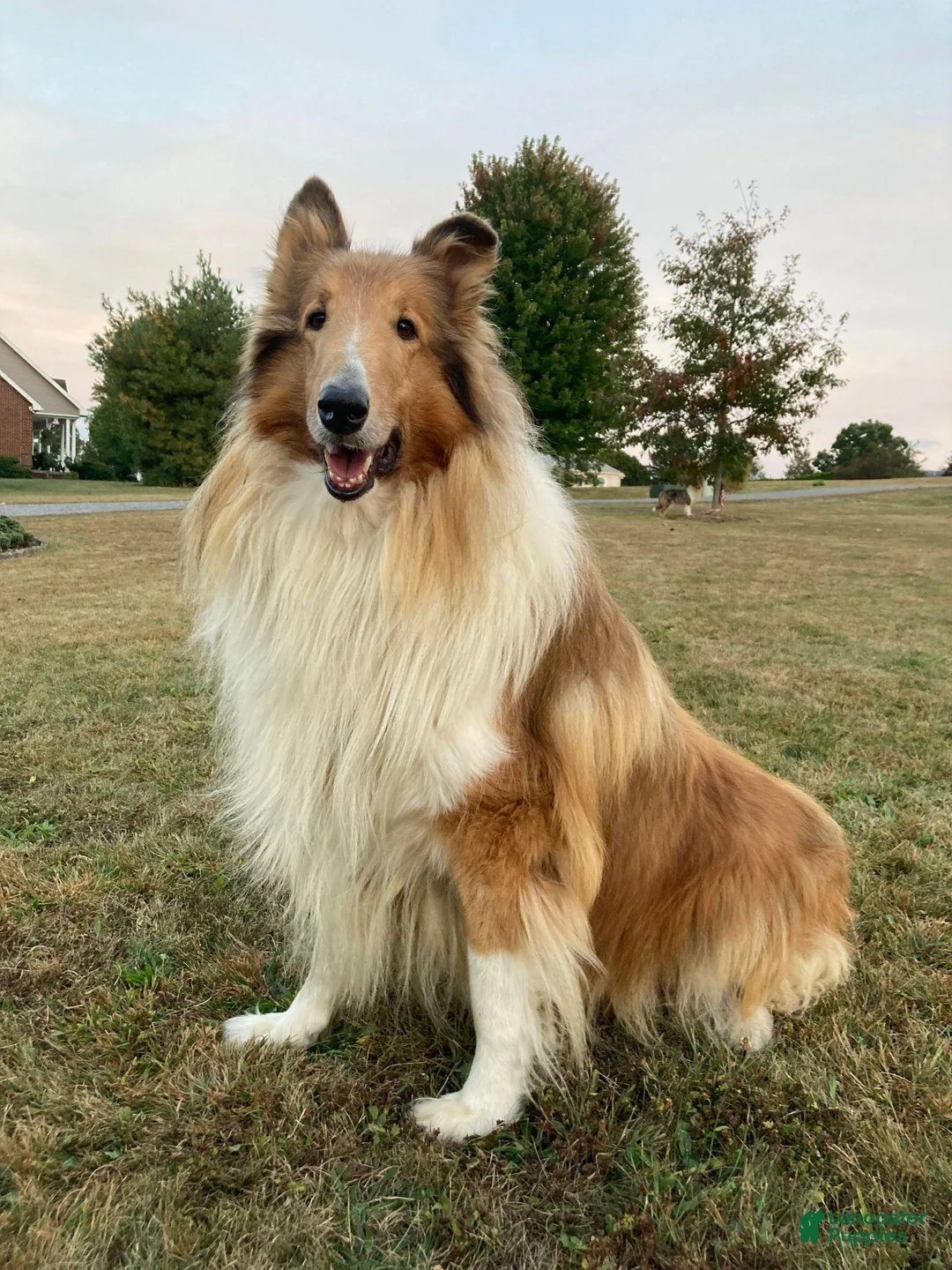 Collie dogs for sale: Most Photogenic!  BETSY ROSS  - AKC COLLIE PUPPY   - Ad 7