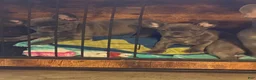French Bulldog dogs for sale: French Bulldog 1 - Ad 3