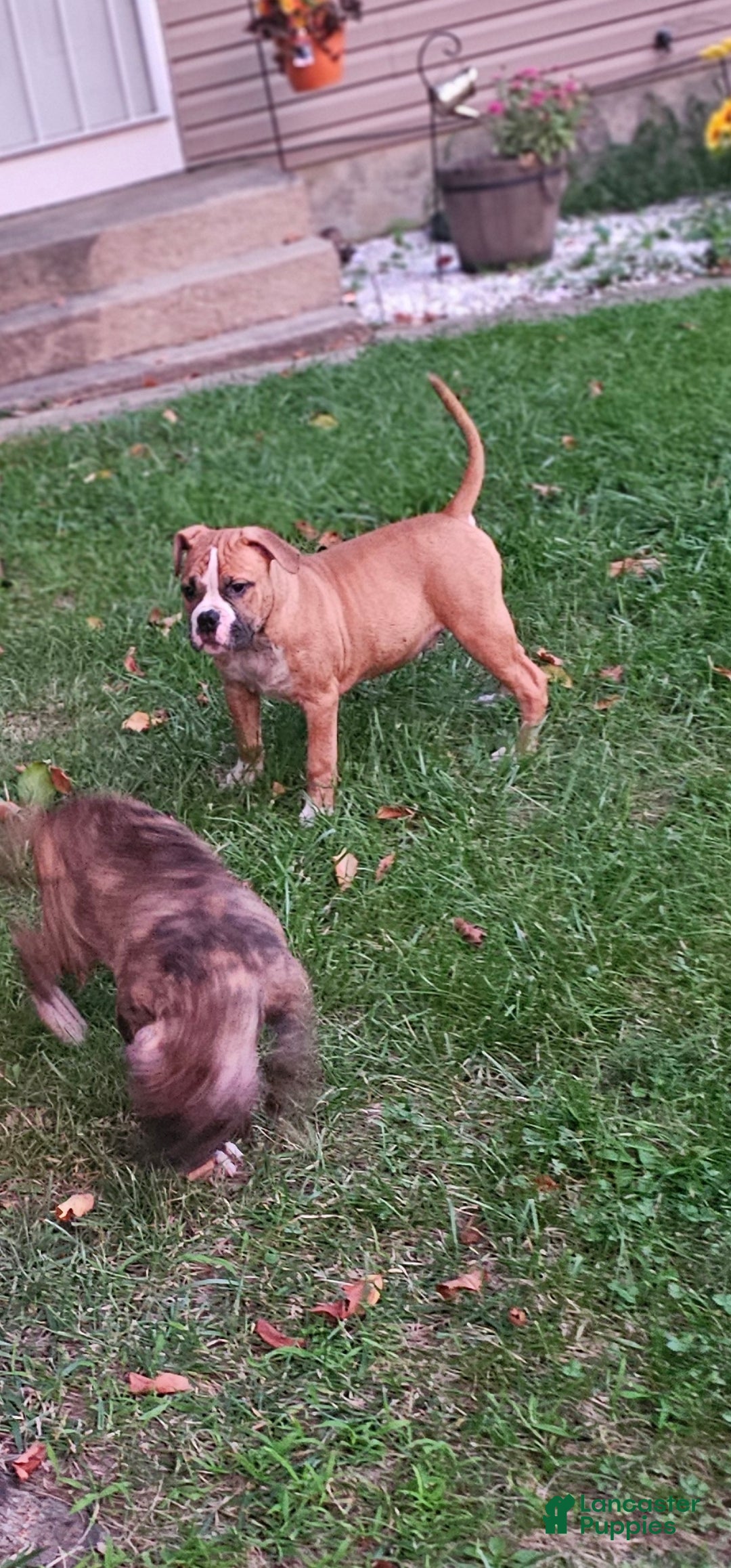 Mixed Breed dogs Gator - Ad 40