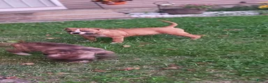 Gator