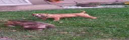 Mixed Breed dogs for sale: Gator - Ad 1