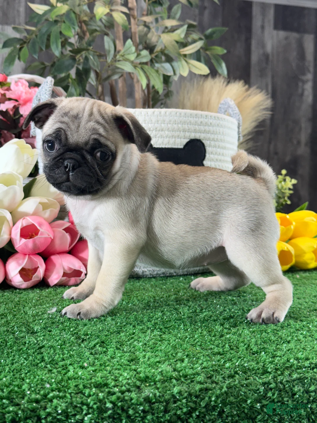 Pug dogs for sale: Pixy - Ad 2