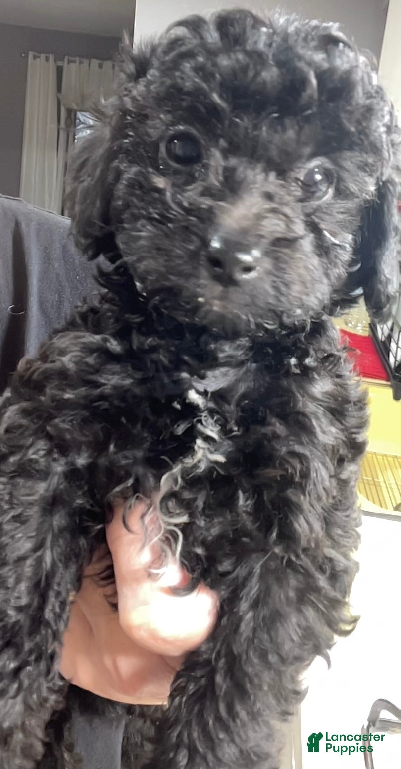 Toy Poodle dogs Female Toy Poodle Puppy 3 - Ad 41
