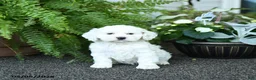 Cockapoo dogs for sale: Carmen - Ad 2