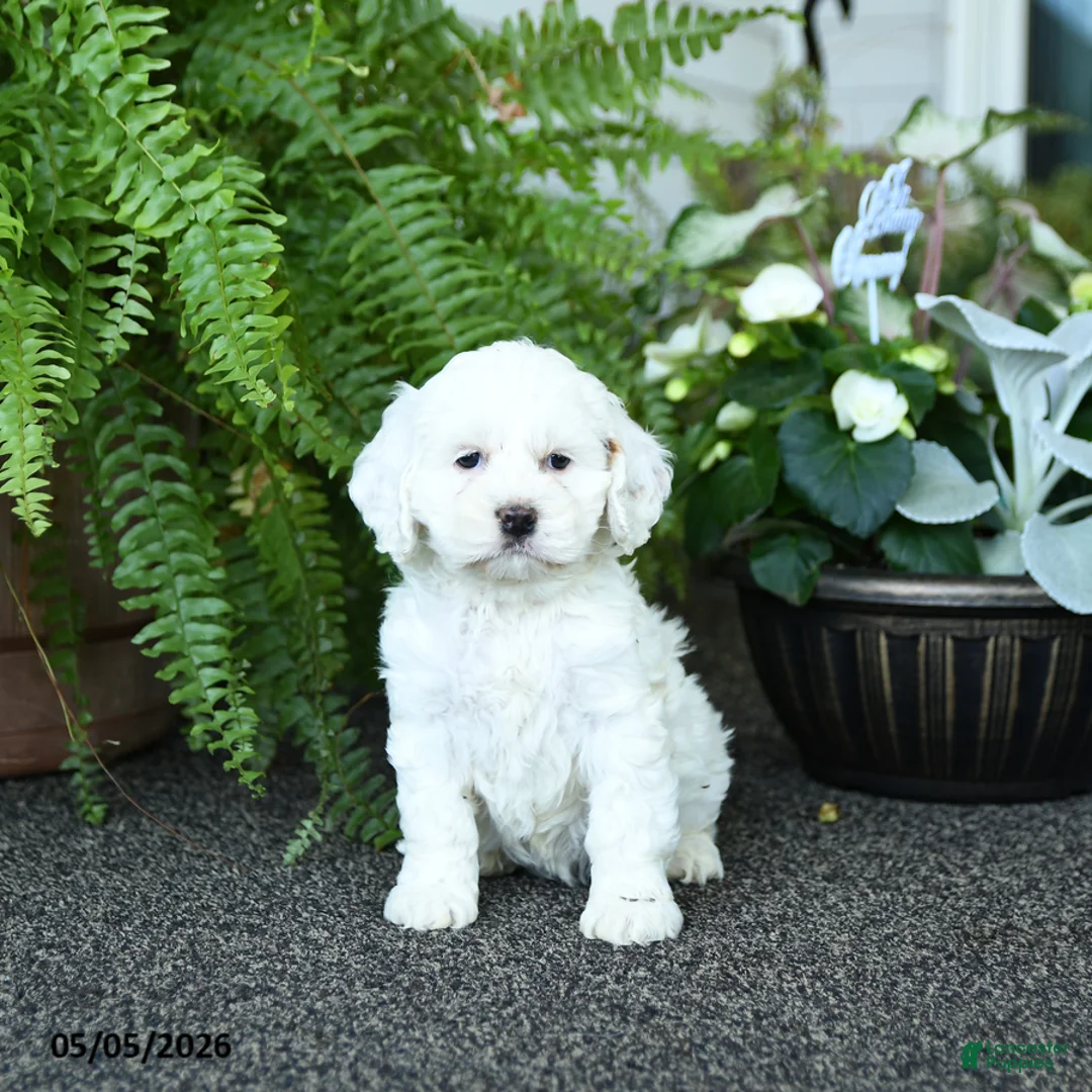Cockapoo dogs for sale: Carmen - Ad 2