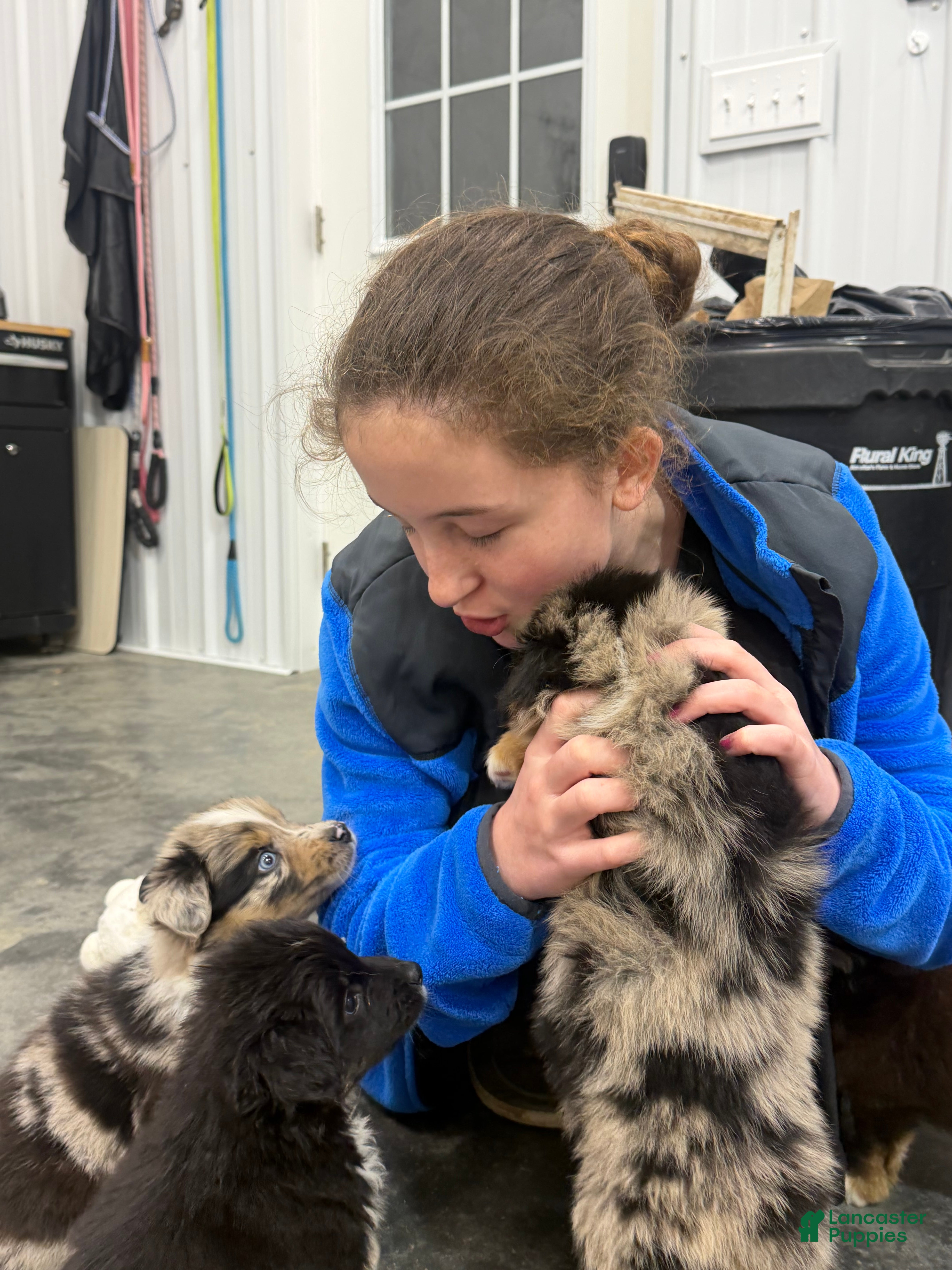 Australian Shepherd dogs Australian Shepherd Puppy 8 - Ad 2