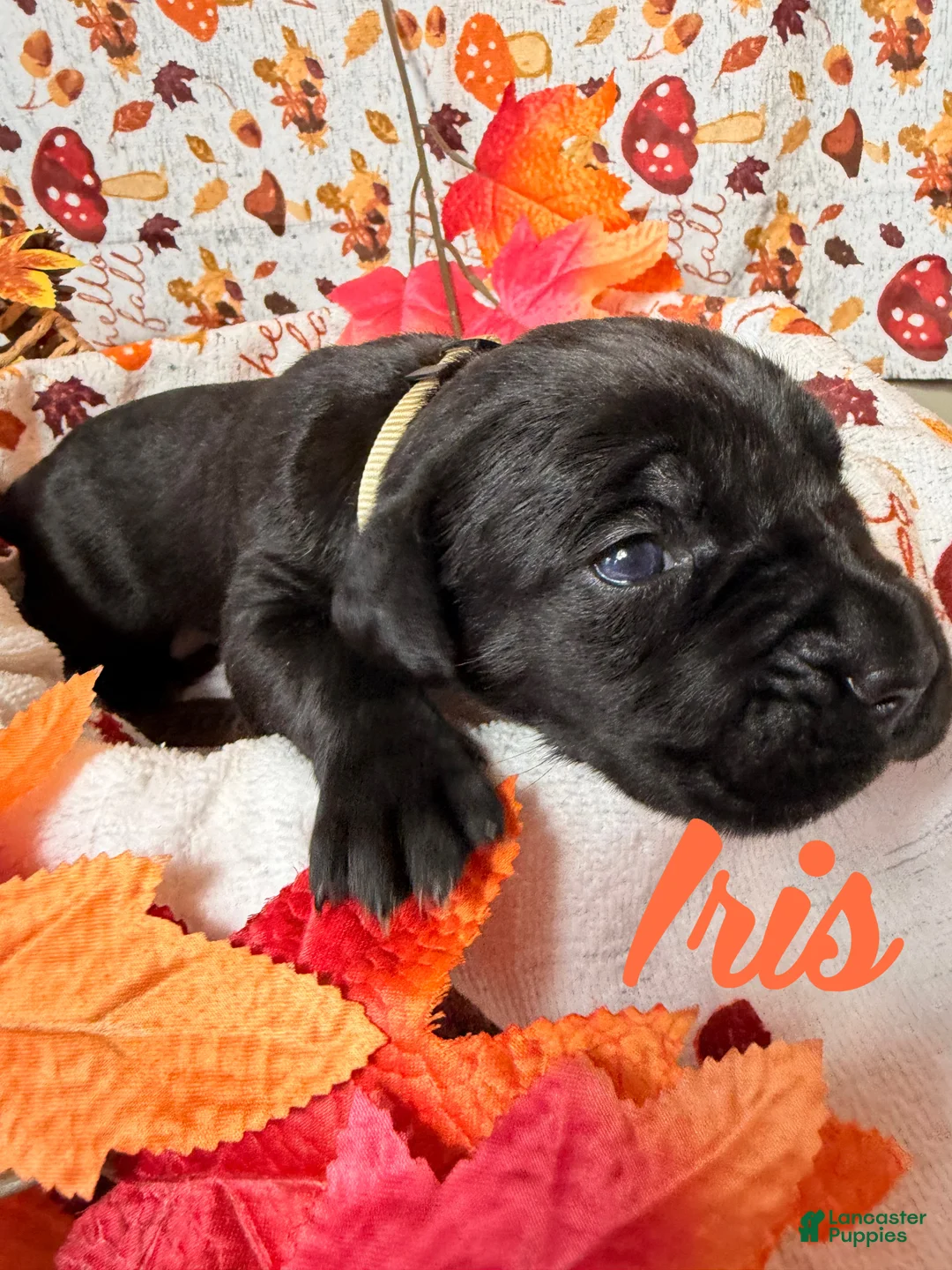 Cane Corso dogs for sale: Iris  - Ad 1
