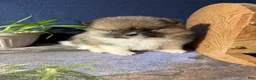 Pomeranian dogs for sale: Colton - Ad 23