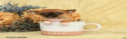 Chihuahua dogs for sale: Bebita - Ad 1